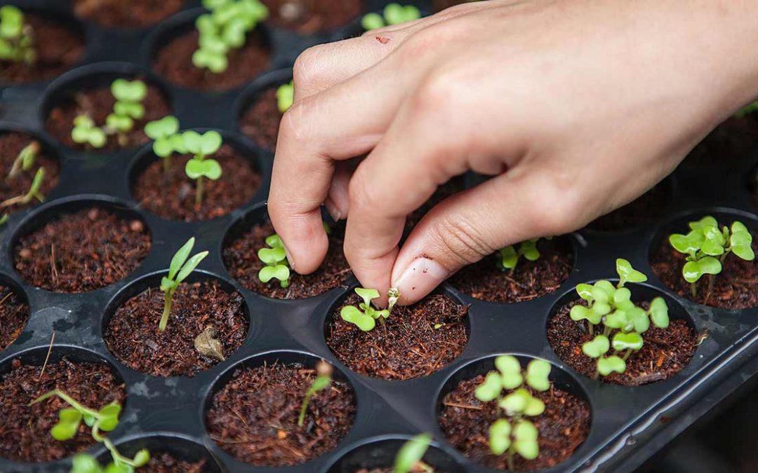 Moringa: una planta tropical llena de propiedades